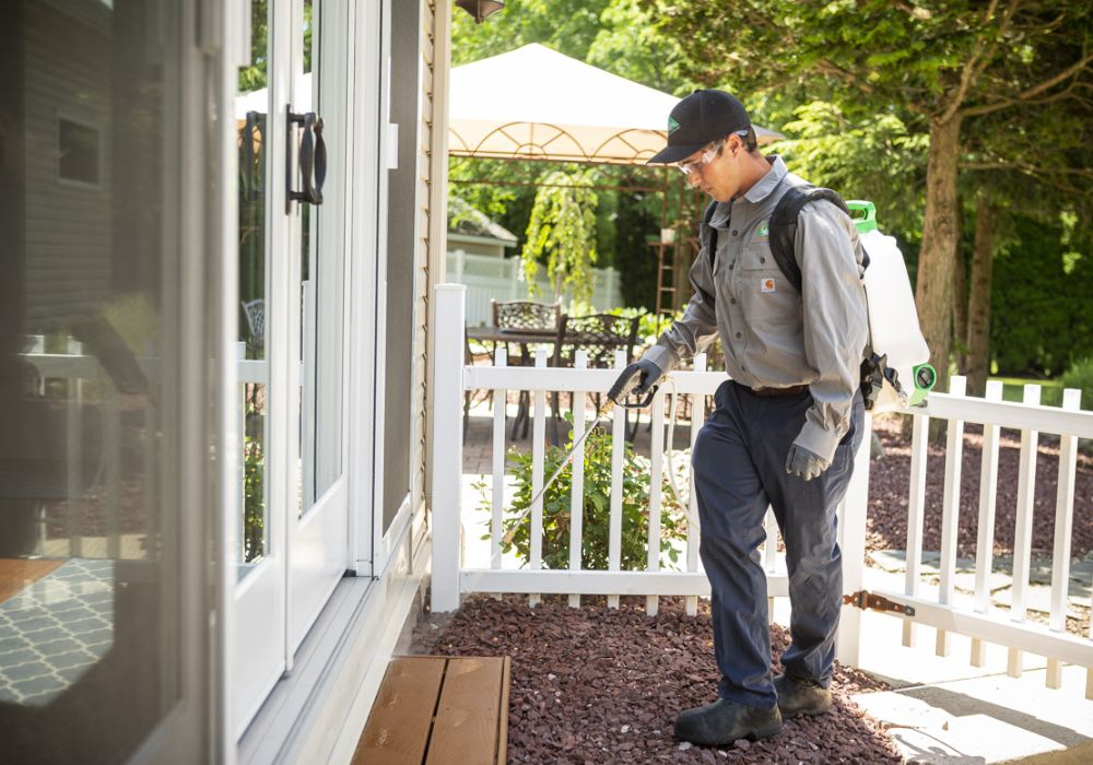 DIY pest control vs. hiring a pest control company What’s the difference